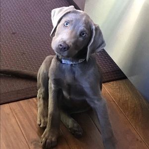 Meet your Posher, Tim